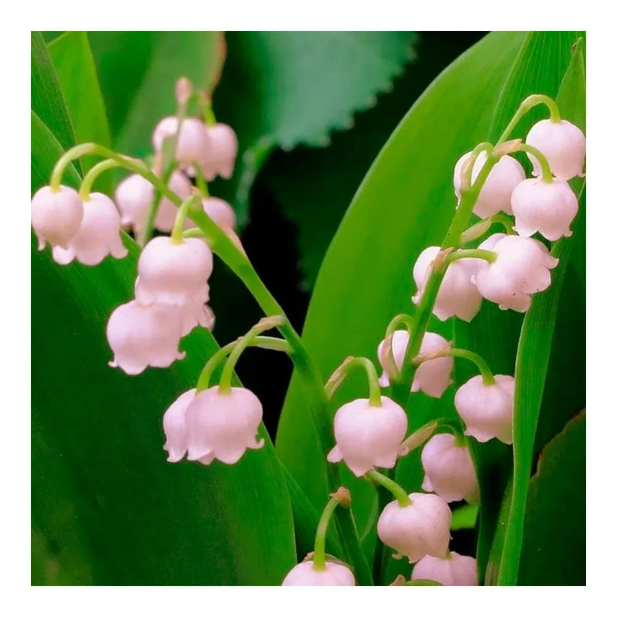 La Florentina Lily of the Valley - Sabonete em Barra 200g — foto 3