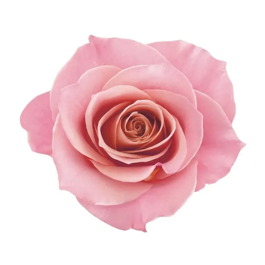 Shampoo Eudora Siàge Nutri Rose 4D 250ml — foto 3